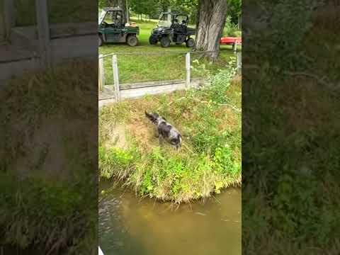 firulais para qué no digan qué no les aportó nada. 🤣🤣🤣#perros #viralvideo