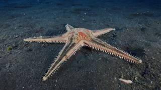 SeaWolf 2260 22000 Lumen Dive Light from Orcalight