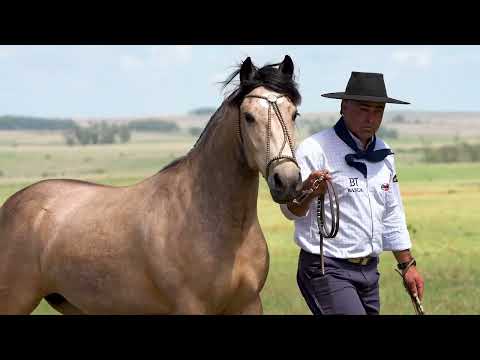 Lote 07 - Basca Libertad
