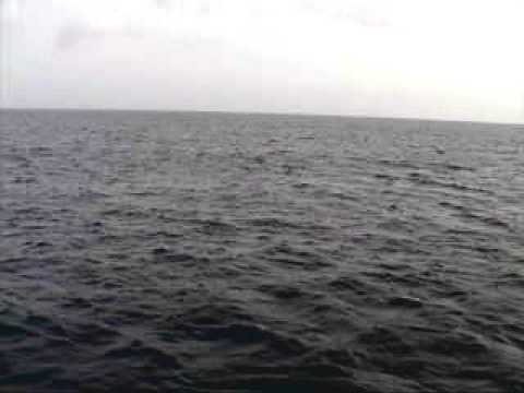 Video thumbnail — Poached Leatherback Sea Turtle — La Plaine Beach Dominica