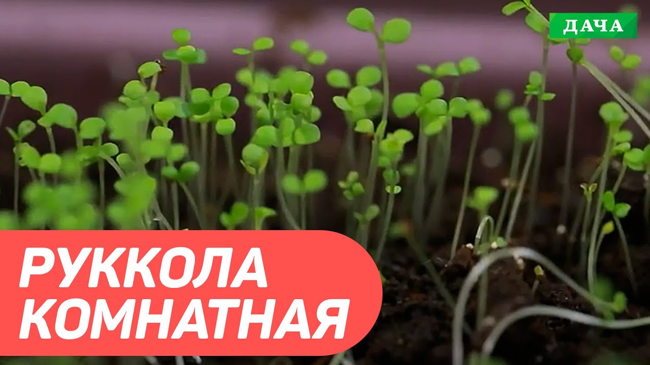 Руккола комнатная. Как вырастить рукколу у себя дома? Секреты выращивания Рукколы.