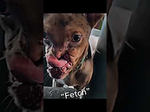 Respect this Dog 😔 #sad #heartbroken