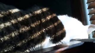 The Breeders, Metal Man @The Paradise, Boston, 12 18 2013 funny cats compilation 2014