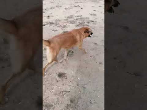 Vídeo de AMBER