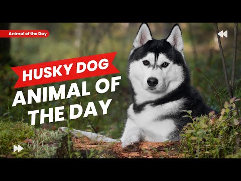 Husky - Dog of the Day | Educational Animal Videos for Homeschoolers, Children, and Teachers
