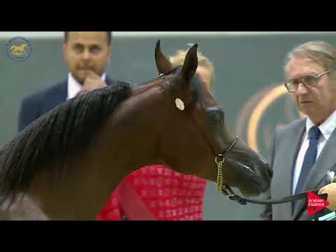N.137 D MEZYAN - Dubai 2019 - Yearling Colts section B (Class 9B)