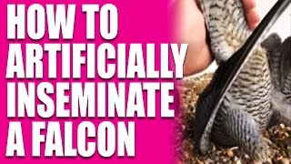 Funny: how to artificially inseminate a falcon