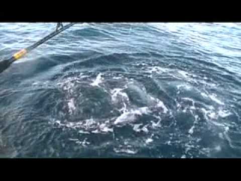 bluefin tuna caught on lamington