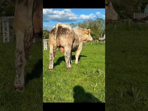 Charolais Bull - Image 2