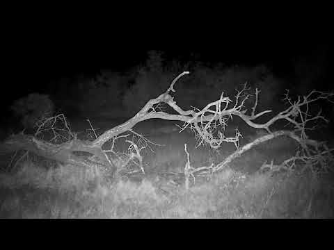 Djuma: Lone Hyena with flopy left ear-known as June - 18:30 - 07/13/2022