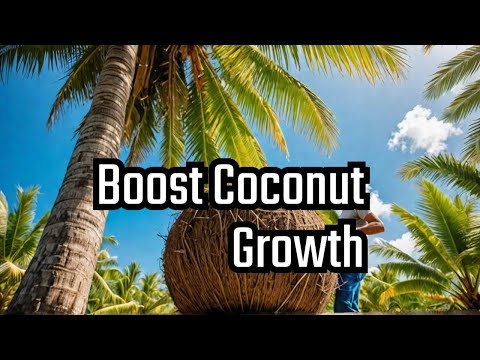 How to fertilize Coconut tree in the farm / Organic Fertilizer application / New Leaf Organic