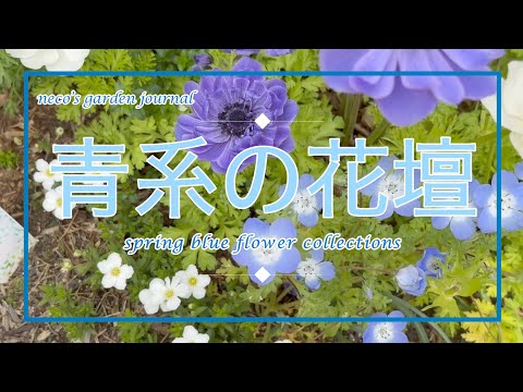 ベロニカ・スピカタ