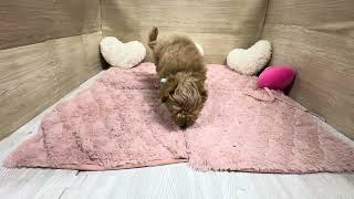 ハーフ犬の動画01