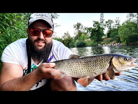 Spinning la clean pe caniculă!!! Chub Fishing UK #catchandrelease 🇬🇧