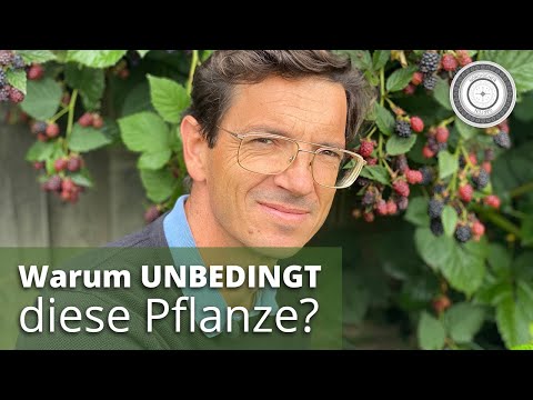 , title : 'Die Brombeere - eine Wunderpflanze für  Insekten und Mensch/Wirkung, Pflege, Schnitt, Tipps'