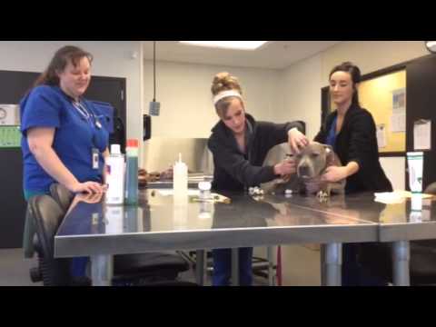 Bathing your dog: A how-to video.