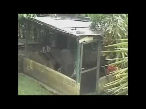 James Bond 007 Doggy Version