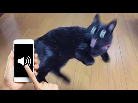 Sounds To Make Your Cat Go Crazy (GUARANTEED)