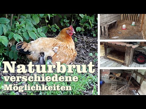 Naturbrut bei Hühnern, verschiedene Möglichkeiten