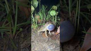 Download lagu Kodok Ngorek. Katak Beryanyi. Bunyi Katak. Sound of Frog #katak #frog mp3