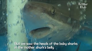 Dogfish Shark Gives Birth At A Sushi Restaurant Tank | Kritter Klub