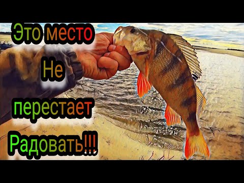 Это место не перестаёт удивлять!!! Рыбалка на спиннинг! ЖОР ОКУНЯ!
