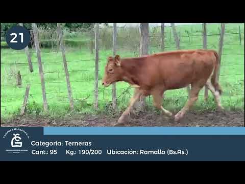 Lote Hembras - Ramallo Bs As