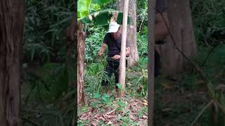 Download lagu KI JAKA LELANA PEMOTONGAN BAMBU PETUK DI WILAYAH SUBANG EPISODE KE 4 mp3