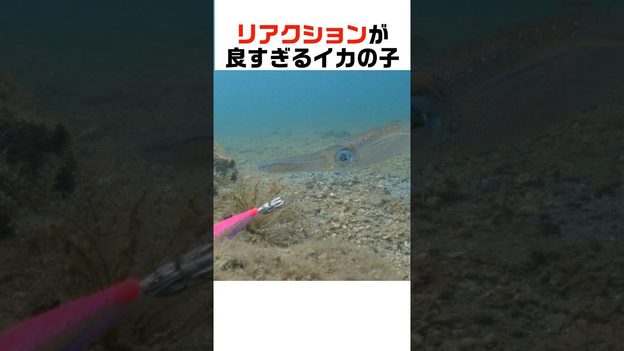 エギの動きに敏感に反応しちゃうアオリイカ #fishing  #squid #釣り