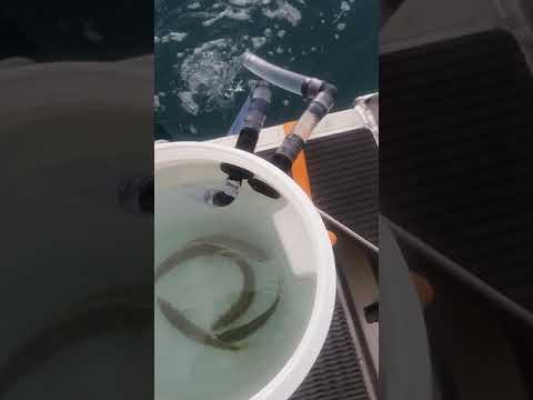 Live Bait Tank Rule Bilge Pump