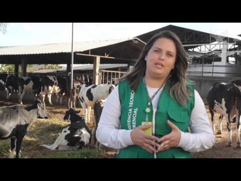 SENAR em Campo: Bovinocultura de Leite - Cuidados na ordenha de vacas leiteiras