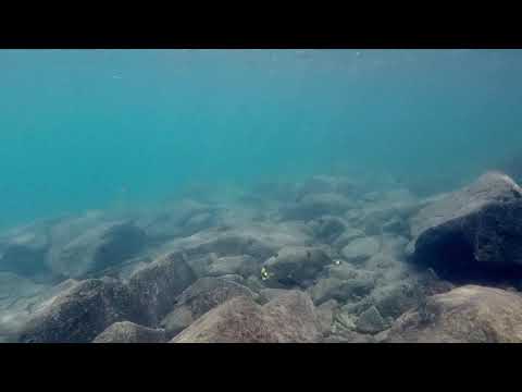 Tropheus sp black ikola a Bondola