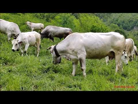 MUCCHE E VITELLINI AL PASCOLO - DOM. 28 - 5 - 2023.