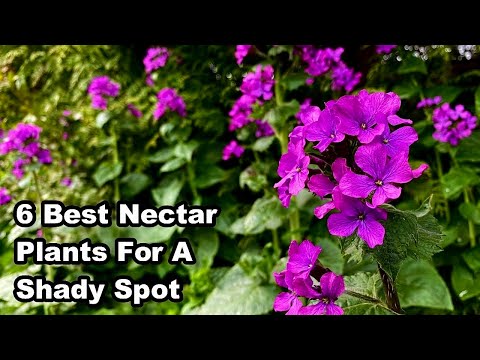 The 6 BEST NECTAR PLANTS For SHADE