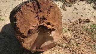 Ash Tree Cut Down and Common Problems