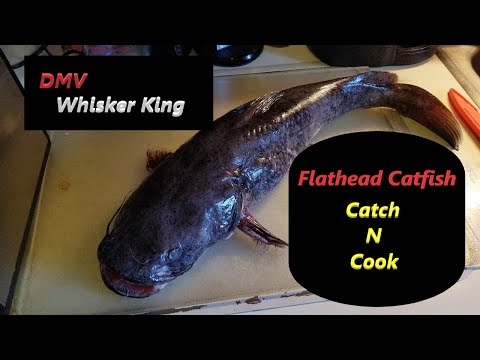 FLATHEAD CATFISH Catch & Cook