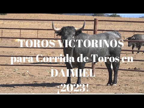 TOROS VICTORINOS para la Corrida de Toros de DAIMIEL ¡2023!