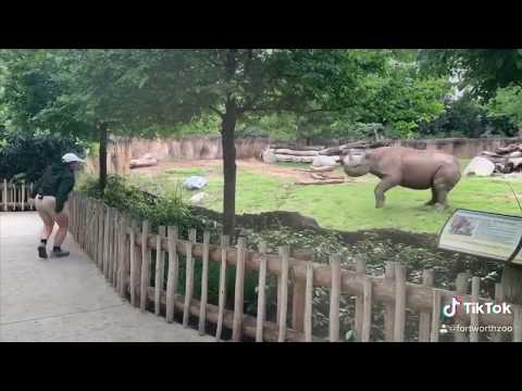 Fort Worth Zoo rhino gets the zoomies