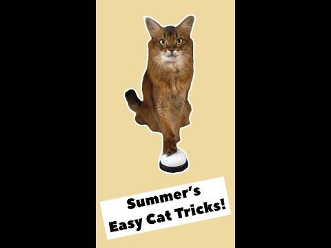 Easy Cat Tricks That Summer Can Do - and So Can Your Cat! #shorts