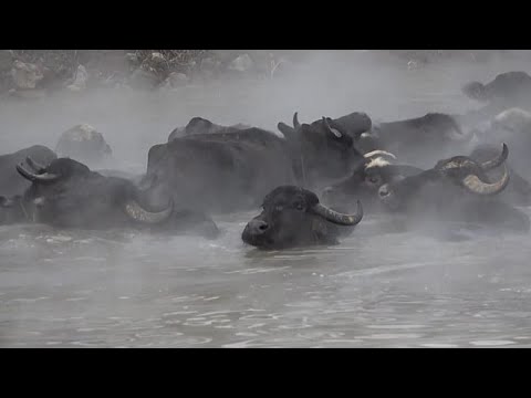 Video Thumbnail: Turkey: Unusual footage shows water buffaloes soaking in hot springs