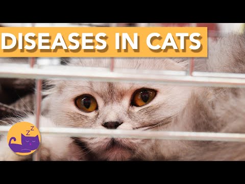 The MOST Common Diseases in Cats - INFO