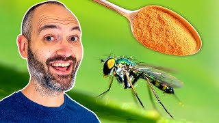 How I Eliminated Fungus Gnats on My Houseplants