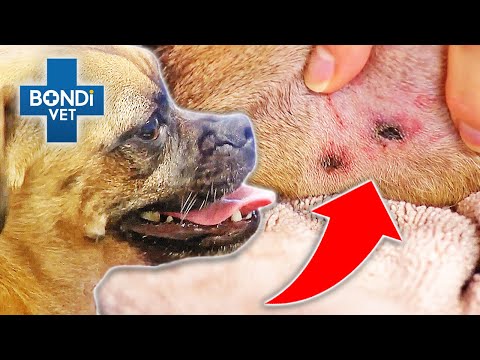 Horrific Snake Bite Leaves Pug Unresponsive 🐍 | Bondi Vet Clips | Bondi Vet