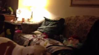 Leave that dog alone.