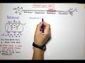 Impulse Conduction