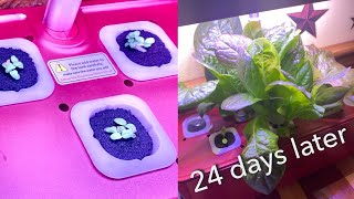 iDOO 3 Week Update | Organic Fertilizer | New Project | EverCrest
