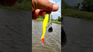 Download lagu Umpan jitu mancing gabus  pake softlure Modifikasi mp3