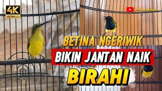 Download lagu Sogon betina ngeriwik jantan langsung naik birahi | pancingan sogon agar birahi gacorrrr #sogon mp3 Download lagu Sogon betina ngeriwik jantan langsung naik birahi | pancingan sogon agar birahi gacorrrr #sogon mp3