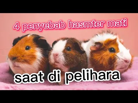 4 hal penyebab hamster mati saat di pelihara||4 things that cause hamsters to die when they are kept