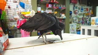 Miniatura do vídeo